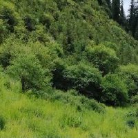 我国新型自然保护地体系初步建成