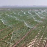 田间管理有序开展，促进冬小麦弱苗转壮