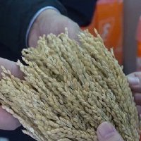 农业生产不等“贷”农发行超1200亿元贷款助力春耕备耕