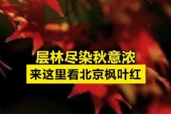 层林尽染秋意浓，来这里看北京枫叶红