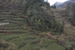 茶农抢采明前茶 茶产业成为富民增收的“金叶子”