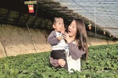 【新春走基层】“空中草莓”采摘新体验