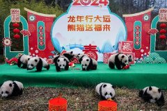 大熊猫宝宝集体送祝福 这个贺新春也太萌了！
