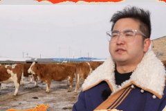 新春走基层｜新春有“牛气”，跨界新农人为草原增色