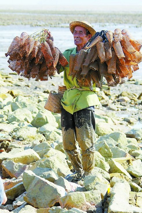 斗门区乾务镇虎山村的先人们以"装泥鱼"为生,他们将大批的鱼贩运至