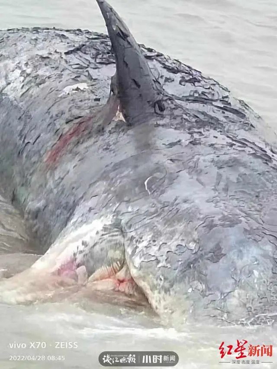浙江台州临海海域发现一抹香鲸尸体，尚无法确认与象山县搁浅是同一头