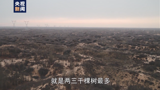 调查！建光伏电站砍沙漠10万棵树？
