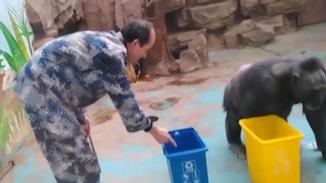 动物园黑猩猩学会垃圾分类