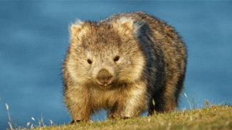 提供巢穴避火 袋熊成为澳洲动物界英雄