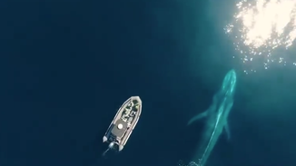 波光粼粼的海面 蓝鲸与小艇缓缓伴游