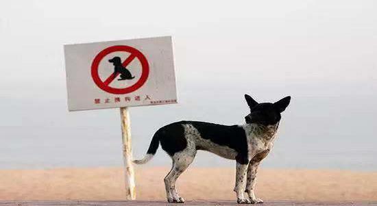 ▲一只宠物狗在“禁止携狗进入”的标志牌前。图片来自视觉中国。
