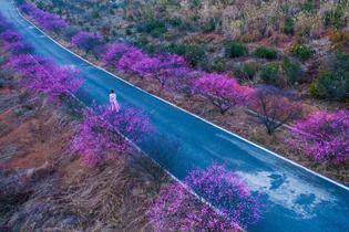 航拍梅花傲立枝头