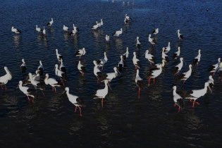 湿地候鸟舞翩跹