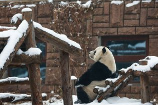 大熊猫悠然赏雪