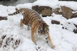 江苏扬州猛虎戏雪