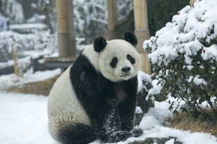 大熊猫雪地撒欢