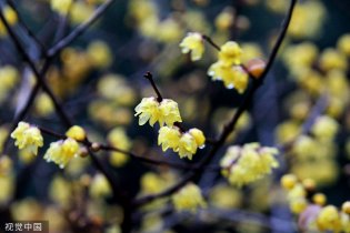 各地梅花渐次开放