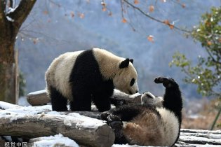 大熊猫雪地打滚
