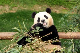 大熊猫福宝展出
