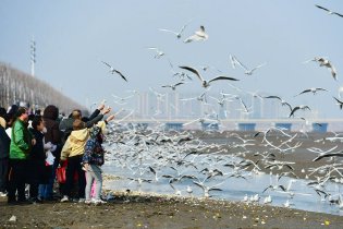 红嘴鸥翔集海岸