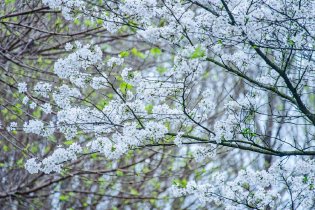 樱花绽放白如雪