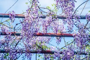 紫藤花竞相绽放