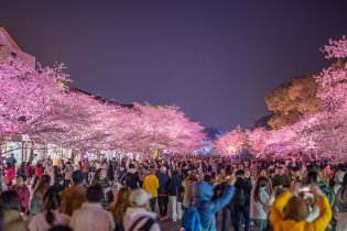 江苏无锡夜樱缤纷