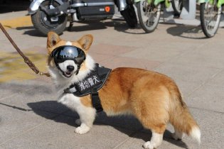 全国首只柯基警犬