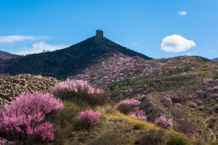  The Great Wall is in full bloom