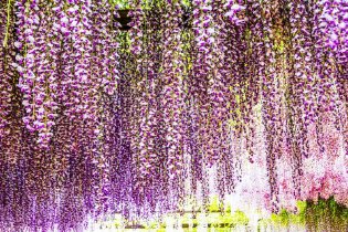 紫藤花开如瀑