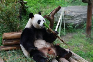 大熊猫五一营业