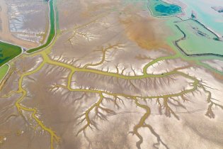 黄海湿地潮汐树