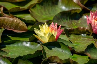 双色睡莲亮相西湖