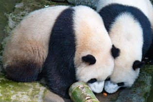 大熊猫忘我进餐