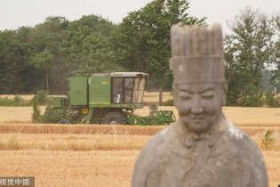 石像见证丰收季