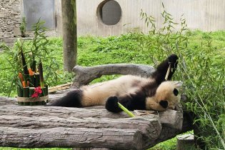 福宝与公众见面