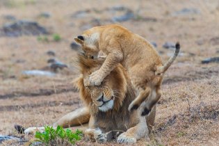 动物界“奶爸”