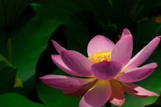 夏日荷花始盛开