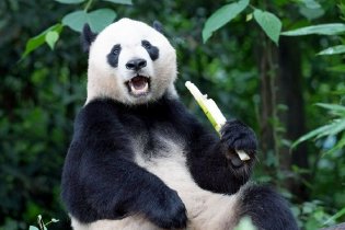 大熊猫贝贝卖萌