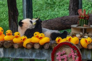 大熊猫莽灿灿庆生