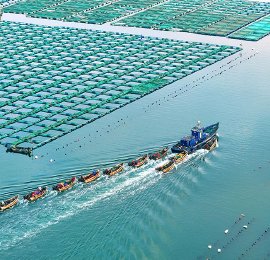 山东荣成：海上牧场作业忙