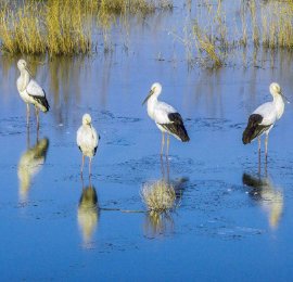 江苏连云港：“鸟中国宝”东方白鹳迁徙湿地越冬
