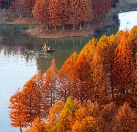 江苏盱眙：舟行红杉间 人在画中游