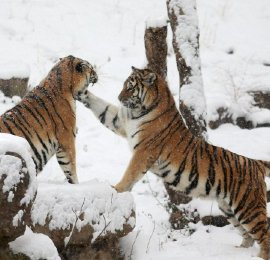 江苏扬州：猛虎戏雪 尽展“王者之风”