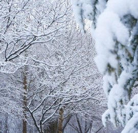 河北邯郸：雪凇晶莹碧透似玉树琼枝