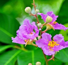  Sanya big flower crape myrtle blooms