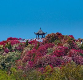  Bijie, Guizhou: Hundred Mile Azalea Scenic Spot