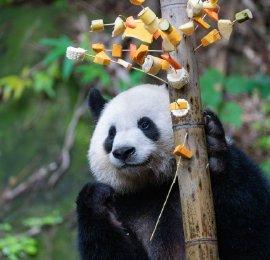 重庆：国宝也爱撸串 大熊猫春节聚餐萌态十足