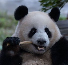 重庆动物园大熊猫萌态十足 悠闲度日