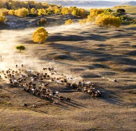 内蒙古赤峰：乌兰布统坝上秋色旖旎宛若油画
